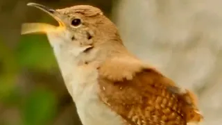 House wren song / call / sounds | Bird