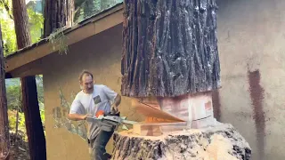 Cutting down a giant redwood tree close to house