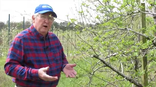 Homeowner Fruit Tree Pruning: University of Tennessee Extension