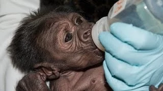 Baby Gorilla Reunited With Family