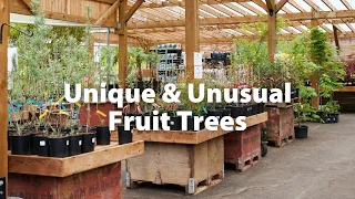 Unusual Fruit Trees