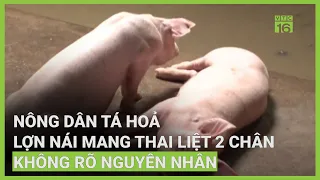 Tá hoả lợn nái liệt 2 chân không rõ nguyên nhân, điều trị thế nào? | VTC16