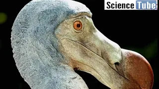 DODO : THE EXTINCT BIRD