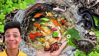 Most Amazing catching Cherry Shrimp In Tiny Pond, Baby Turtle, Sailfish, Pink Tetra, Unique Fishing