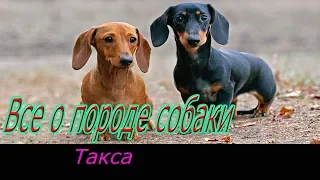 Такса описание породы! Все о породе собаки!