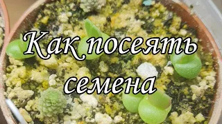 мой способ как посеять семена суккулентов  #succulent