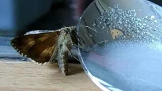 Schmetterling trinkt Zuckerwasser