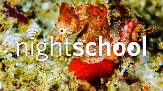 NightSchool: New Year, New Species