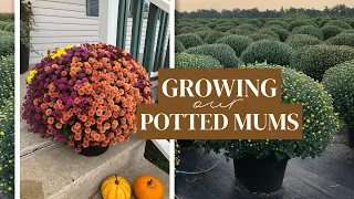 Growing Potted Mums for Our Fall Farm Stand!