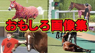 ついつい見たくなる笑える画像集wwwに対する競馬民の反応集