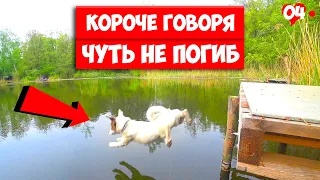 КОРОЧЕ ГОВОРЯ, ЧУТЬ НЕ ПОГИБ В ЛЕСУ 2. Говорящая собака ЛОКИ БОБО.