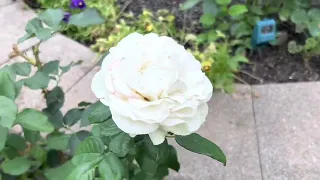 Shirley’s Bouquet Rose