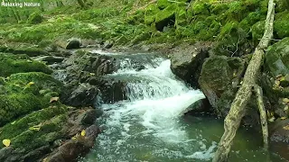 Water Sound Relax for Sleep Stress or Meditation - Mountain River - Relaxing Nature Sound 2024 115