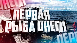 Самая лучшая рыба это первая Рыбалка с катера  Ловля судака Онежское озеро