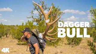 "Dagger Bull" - Giant Arizona "Management" Bull Elk with Vaquero Outfitters