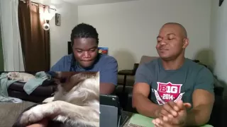 Funny animal fails (failarmy) REACTION with dad!