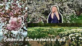 Минский ботанический сад🌺 Цветение сакуры🌸Поле нарциссов