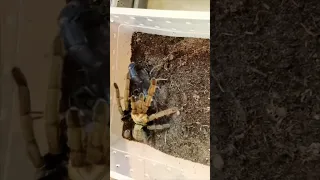 Tarantula vs Scorpion 🦂🕷️🔥