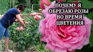 Два правила обрезки роз в каждую волну цветения  Выполняю их обязательно