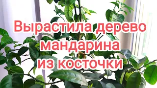 МАНДАРИН из косточки в домашних условиях. Выращивание и уход. #мандарин