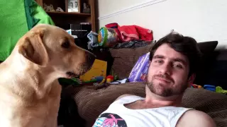 Ignoring a Labrador