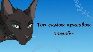 Топ 7 самых красивых котов из КВ по моему мнению~