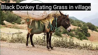 Black Donkey Eating Grass in village