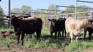 Considerations for Breeding Replacement Beef Heifers with Dr. Ashley Edwards