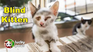 Rescued Tiny Kitten Grows Up Believing He’s a Big Cat | Day 1 to 305