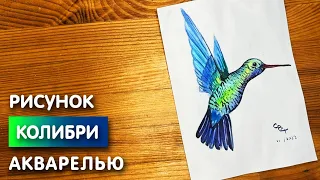 Как нарисовать колибри карандашом и акварелью начинающим | Рисунок для детей