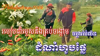 របៀបដាំម្ទេសនិងត្រប់ចង្កោម||ដំណាំហូបផ្លែ #ចម្ការបន្លែប៉ៃលិន #Pailinfruitcrops100k