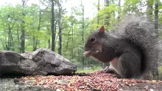 Eastern Gray Squirrel (Video for dogs and cats to watch...)