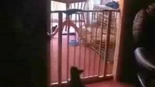 cat jumps over fence