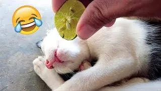 Funniest Animals 😄 New Funny Cats and Dogs Videos 2024 😹🐶 #323