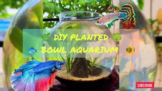 🌿 DIY Planted Fish Bowl: Budget-Friendly & Easy Baby Fish Habitat 🐟