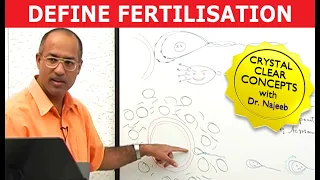 Human Fertilization - Zygote - Blastocyst - Embryology