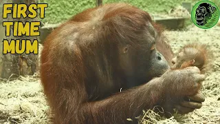 New Mother Orangutan Rocking And Patting Her New Baby