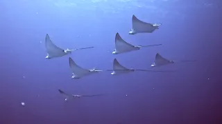 Many Spotted Eagle Rays in Cozumel