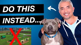 Cesar Millan Explains Why Dog Parks Aren't Good For Dogs