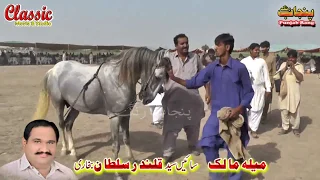 Papu Bodla/Best Horse Dance Punjab Meerik Sial Jhang 2018/ Bani Syed Qalandar Sultan