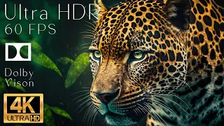 4K HDR 120fps Dolby Vision with Animal Sounds (Colorfully Dynamic) #15