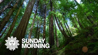 Nature: Muir Woods National Monument