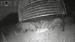 LARGE WILD HOGS GO CRAZY in the BIG PIG TRAP