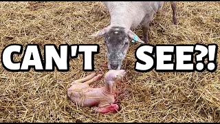 A favourite ewe lambed... but baby couldn't open his eyes!! | Vlogmas 2022 | Vlog 651