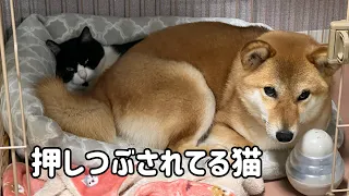 #113 元野良猫と柴犬が親子みたいに仲良し