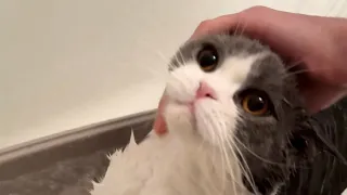 Cat Who Loves Baths and Nail Trims