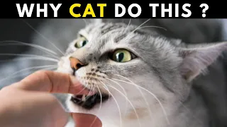 10 Secret Cat Behaviors Finally Explained! #7 Will Shock You