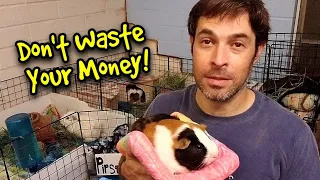 7 Biggest Wastes Of Money For Guinea Pigs