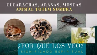 SIGNIFICADO ESPIRITUAL DE VER CUCARACHAS, ARAÑAS, MOSCAS Y RATONES EN CASA: ANIMAL TÓTEM SOMBRA.