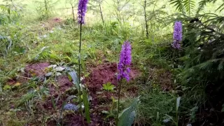 Подмосковная орхидея